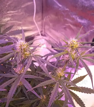 Cristal Paradise (K.C. Brains Seeds)