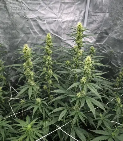 Gelato #33 Fast (Advanced Seeds)