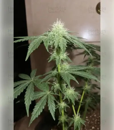 Granddaddy Purple (Royal Queen Seeds)