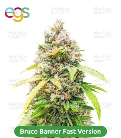 High-THC Bundle #2: 3x3 seeds (Mixed)