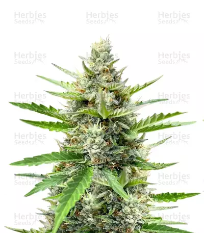Humboldt Dream Autoflower feminisierte Samen (Humboldt Seed Company)