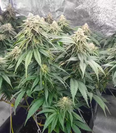 Humboldt Headband Autoflower feminisierte Samen (Humboldt Seed Company)