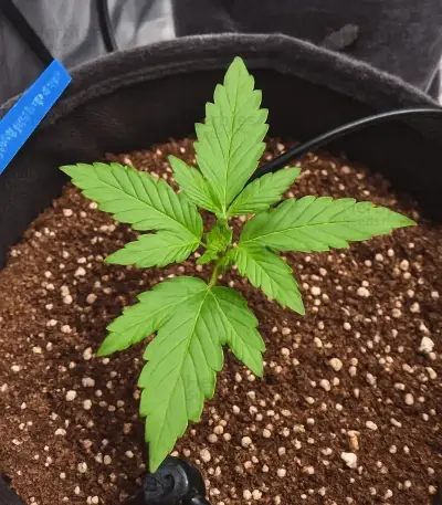 Mango Frost Auto (Fast Buds)