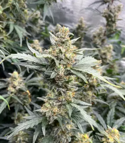 Mimosa Automatic feminisierte Samen (Royal Queen Seeds)