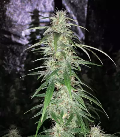 Monkey GG#4 Original Glue (Growers Choice) Cannabis-Samen