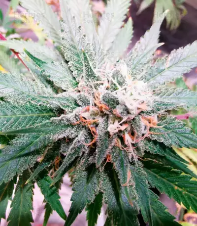 Monster GG#4 Original Glue (Monster Genetics) Cannabis-Samen
