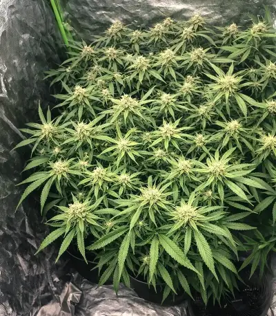 OG Critical (Emerald Triangle Seeds) Cannabis-Samen