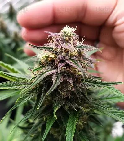 Oreoz (00 Seeds)