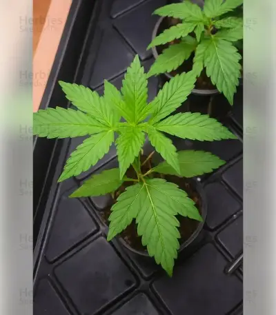 Permanent Marker (Blimburn Seeds)