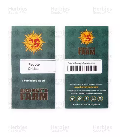 Peyote Critical (Barney's Farm) Cannabis-Samen