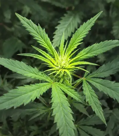 Psychotropic Mass (Critical Mass Collective Seeds) Cannabis-Samen