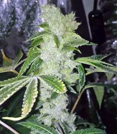 Pure Kush (Original Sensible Seeds) Cannabis-Samen