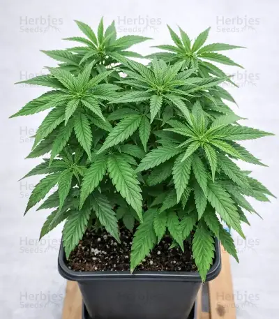 Purple Mango Kush feminisierte Samen (Delicious Seeds)
