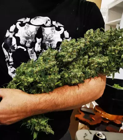 Shiskaberry feminisierte Samen (Barney's Farm)