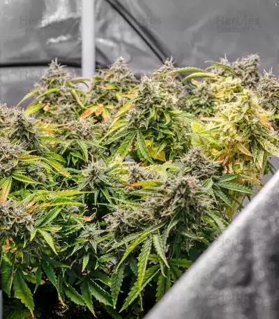 S.O.D.K Auto (Mephisto Genetics) Cannabis-Samen