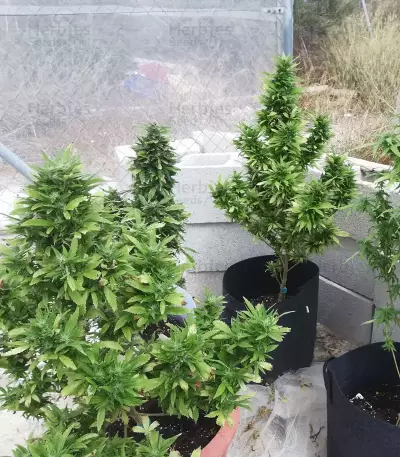 THC Pro (Big Head Seeds) Cannabis-Samen