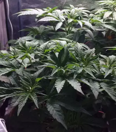 The New (Humboldt Seeds Organization) Cannabis-Samen