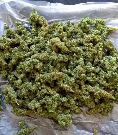 Triple Cheese (Barney's Farm) Cannabis-Samen
