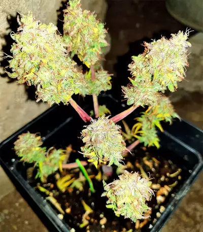 White Widow (Seedstockers) Cannabis-Samen