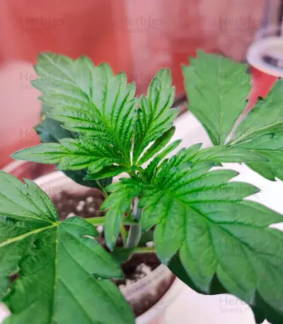 Tatanka Pure CBD feminisiertes Saatgut (RQS)