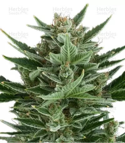 Quick One Auto (RQS) Cannabis-Samen