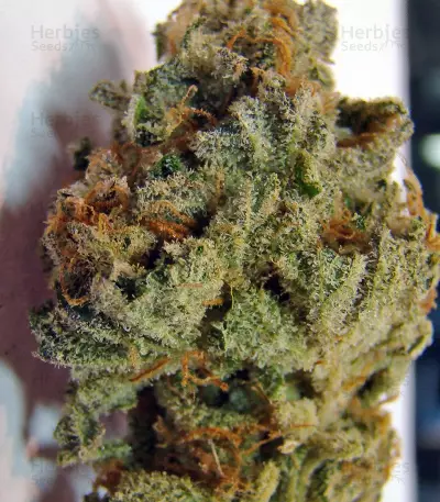 Strawberry Cough (Dutch Passion) Cannabis-Samen