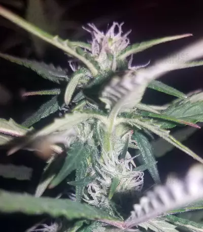 K.O Crop Auto (Cream of the Crop Seeds) Cannabis-Samen