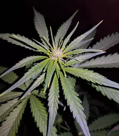 Cheese Auto (Funky Skunk Auto) (Expert Seeds)