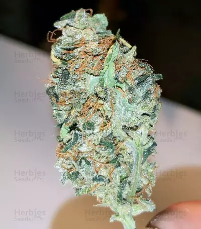 Auto Blueberry Ghost OG strain