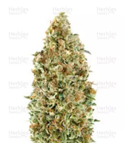 Auto Kaya 47 (Advanced Seeds) Cannabis-Samen