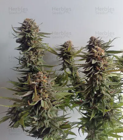 Criminal+ (Ripper Seeds) Cannabis-Samen