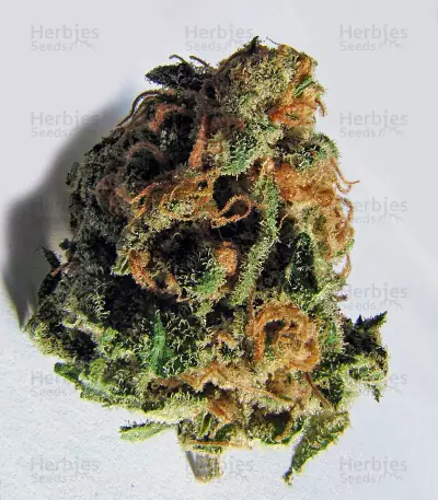 Criminal+ (Ripper Seeds) Cannabis-Samen