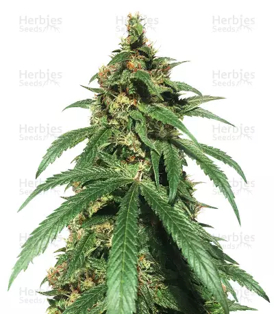 Dr. Bruce Banner CBD (Original Sensible Seeds) Cannabis-Samen