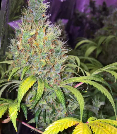 Early Bird Skunk (Sagarmatha Seeds) Cannabis-Samen