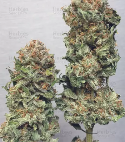 Fat Banana (RQS) Cannabis-Samen