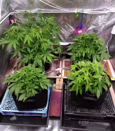 Gelato Auto (Original Sensible Seeds) Cannabis-Samen