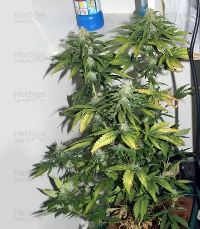 Jack Diesel (Positronics Seeds) Cannabis-Samen