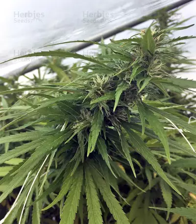 Kali China (Ace Seeds) Cannabis-Samen