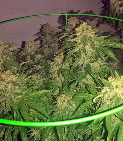 King's Banner regular (Dark Horse Genetics) Cannabis-Samen