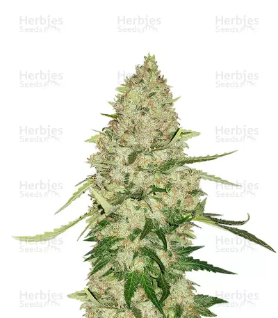 Kritikal Bilbo CBD (Genehtik Seeds) Cannabis-Samen