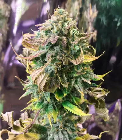 Laughing Buddha feminisierte Samen (Barney’s Farm)
