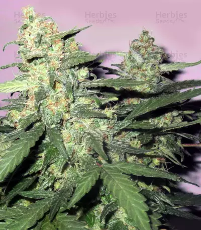 Master Kaze Regular (Mr. Nice Seedbank) Cannabis-Samen
