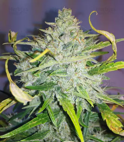 Northern Cheese Haze Auto (Mephisto Genetics) Cannabis-Samen