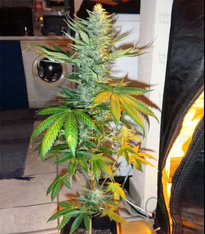 Northern Lights Auto (White Label) Cannabis-Samen