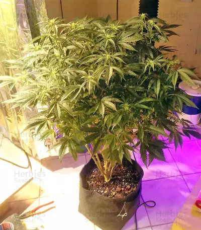 Original Bruce Banner regular (Dark Horse Genetics) Cannabis-Samen