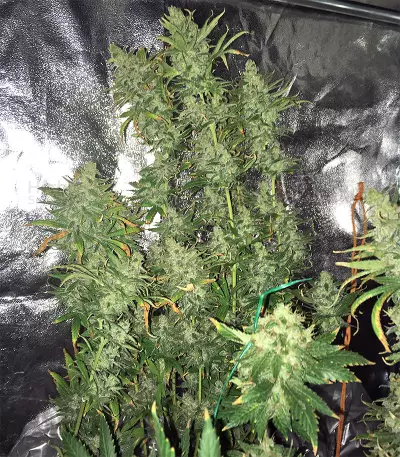 Pakistan Chitral Kush Standard (Ace Seeds) Cannabis-Samen