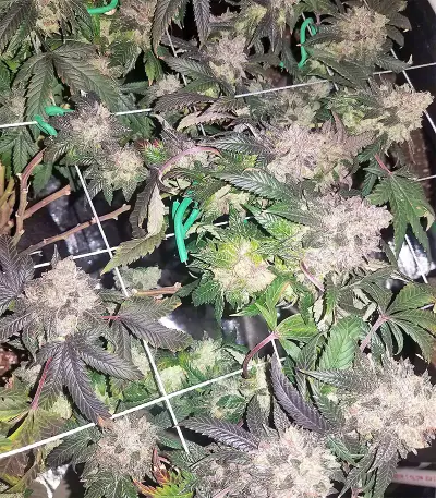 Sherbet (Seedstockers) Cannabis-Samen