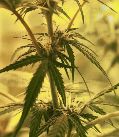 Skunk #1 Automatic (Sensi Seeds) Cannabis-Samen