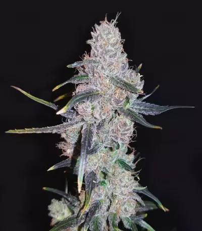 Sour Hound F2 Auto (Mephisto Genetics) Cannabis-Samen