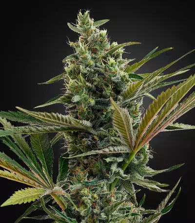 Super Lemon Haze Auto CBD (GHS) Cannabis-Samen